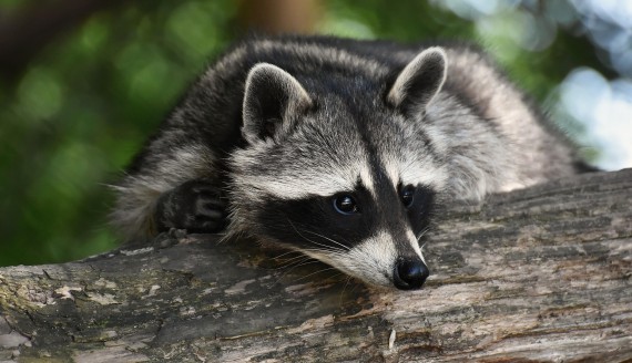 źródło: pixabay.com/Alexas_Fotos