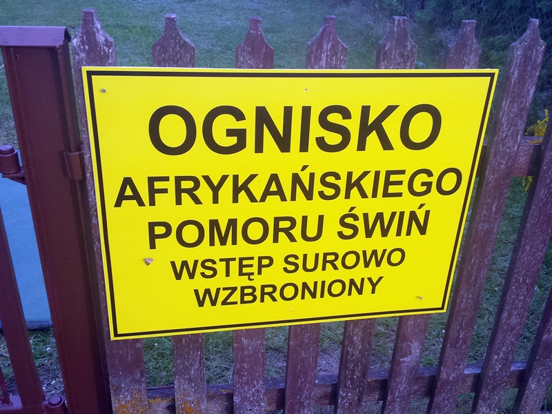 Afrykański pomór świń w gminie Radziłów - będą ograniczenia