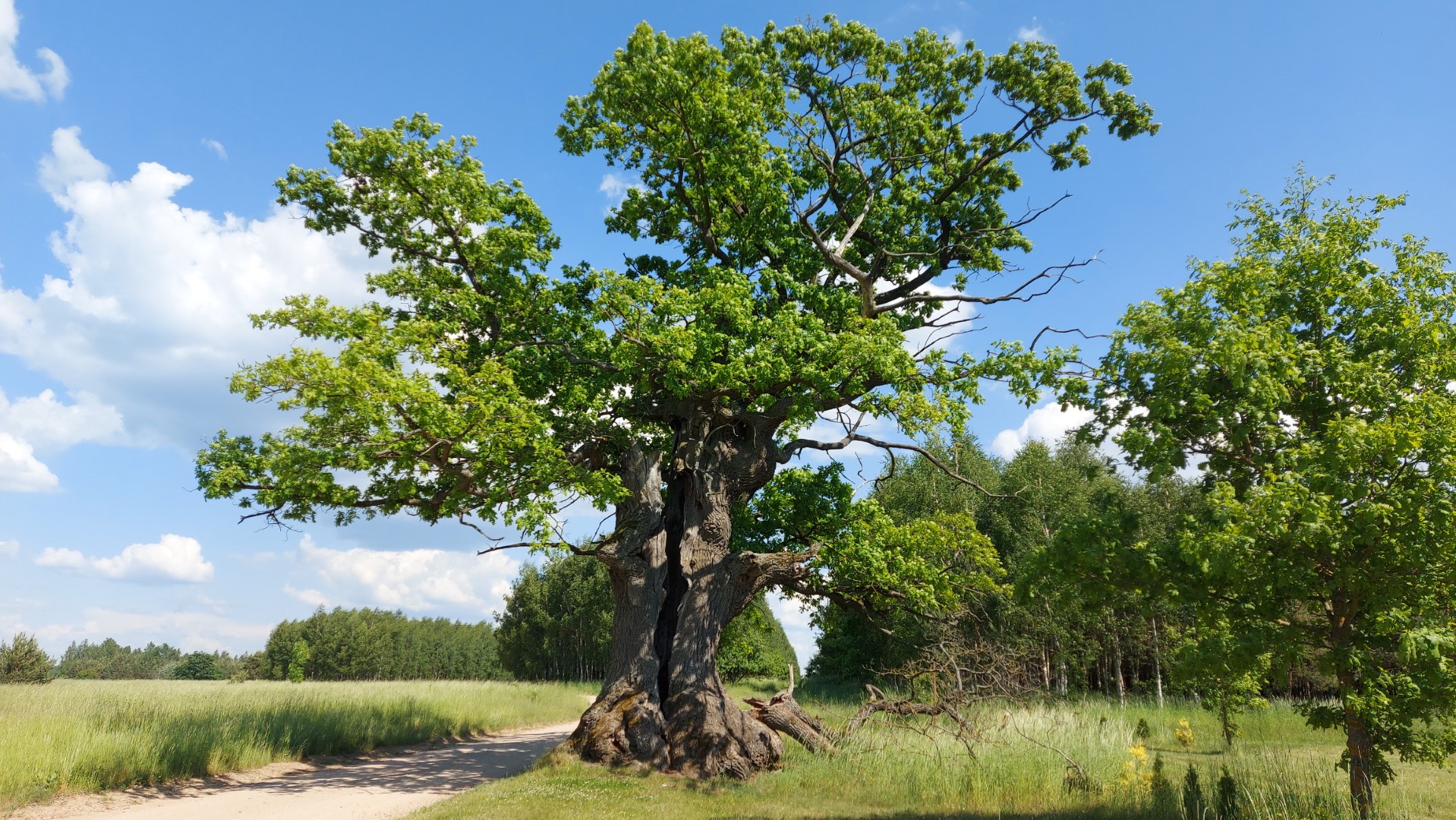 Dąb z Puszczy Białowieskiej Europejskim Drzewem Roku