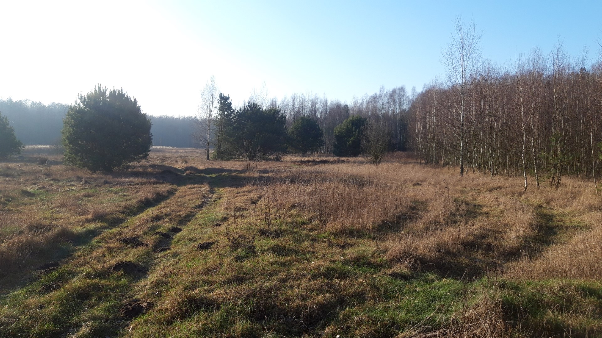 Problemy mieszkańców przypuszczańskich wsi z rosnącą populacją wilków. 15.01.2020