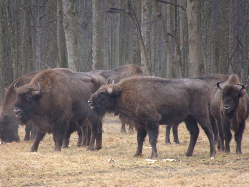 Leśnicy planują utworzenie stada żubrów w Puszczy Augustowskiej