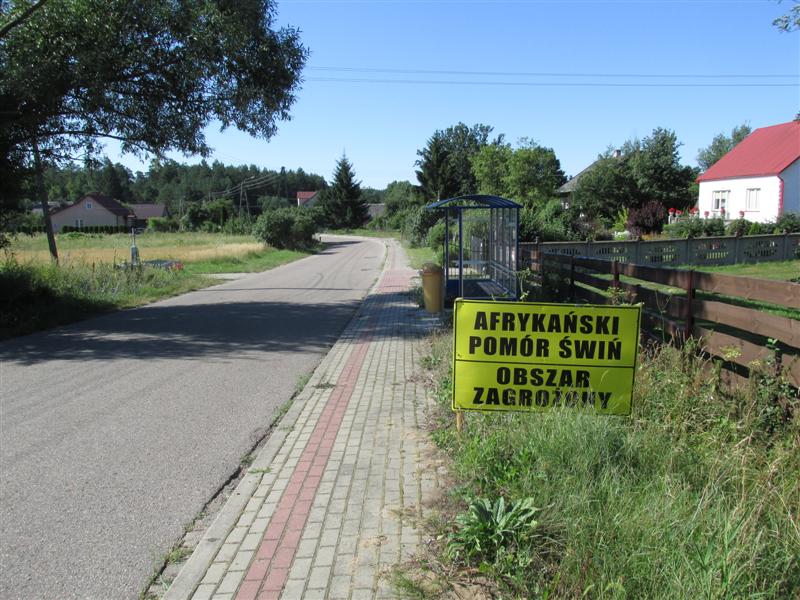 ASF w gminie Mielnik 17.09.2017