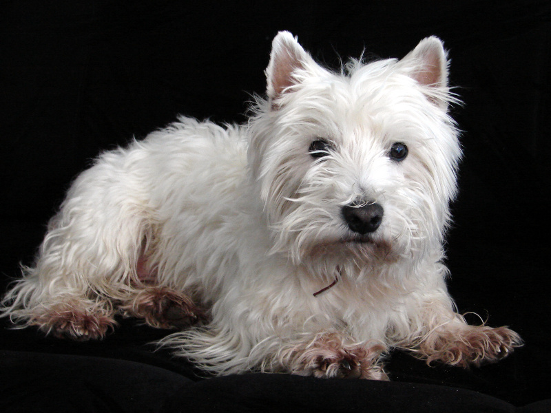 Łomża:  Festyn "Pupile Wety"