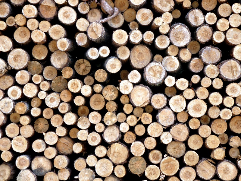 Suwałki:  Więcej drzew w mieście