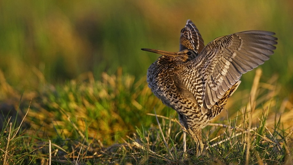 Prelekcje, warsztaty, pokazy filmów i spacery podczas Wszechnicy Biebrzańskiej