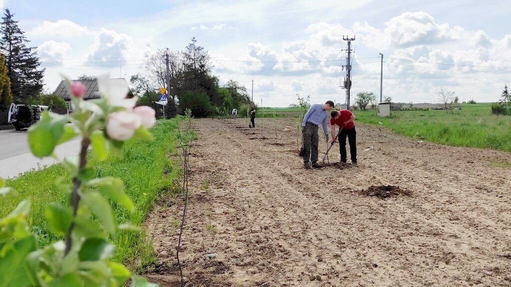 Urzędnicy w Ciechanowcu posadzili miejski sad owocowy