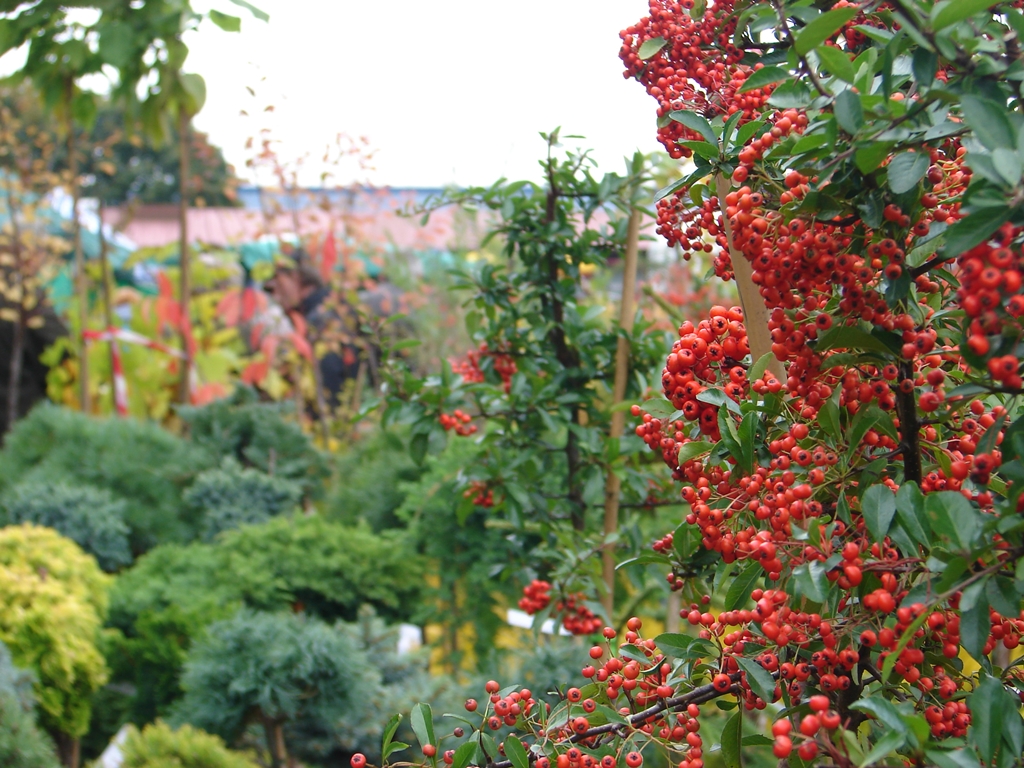 Targi ogrodnicze i leśne w Szepietowie - można kupić m.in. sadzonki krzewów owocowych