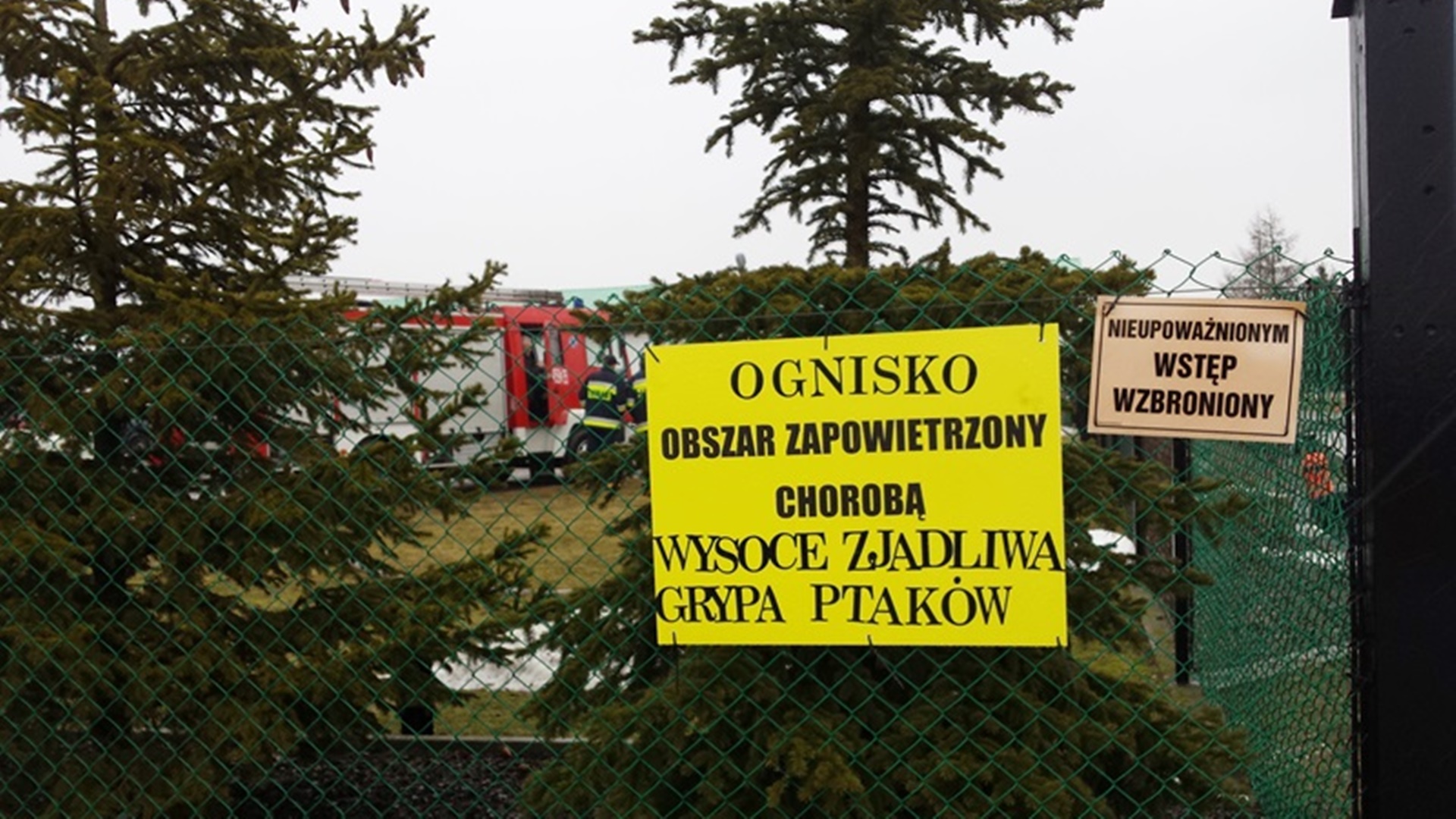 Kolejne ogniska ptasiej grypy w Podlaskiem