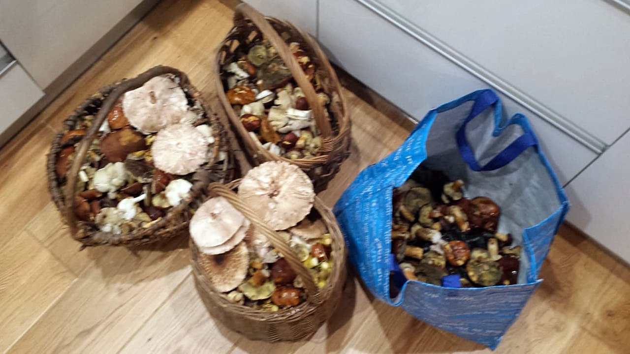 Urodzaj grzybów w listopadzie w podlaskich lasach