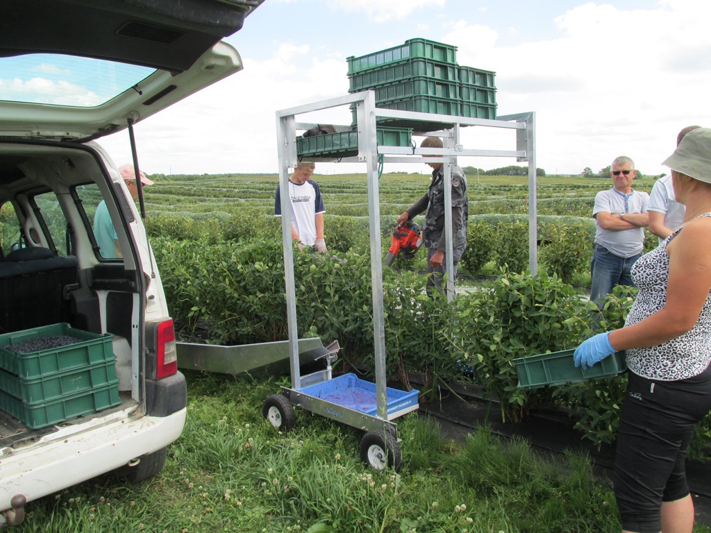 Kończą się zbiory mało znanej w Polsce jagody kamczackiej