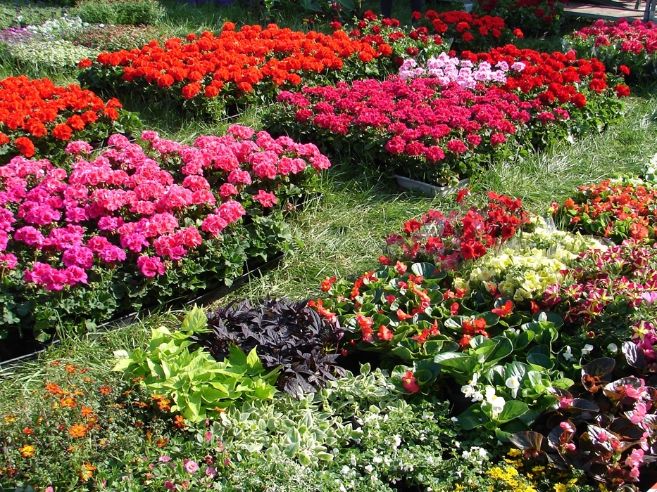 Targi ogrodnicze i pszczelarskie w Szepietowie – można kupić m.in. sadzonki kwiatów