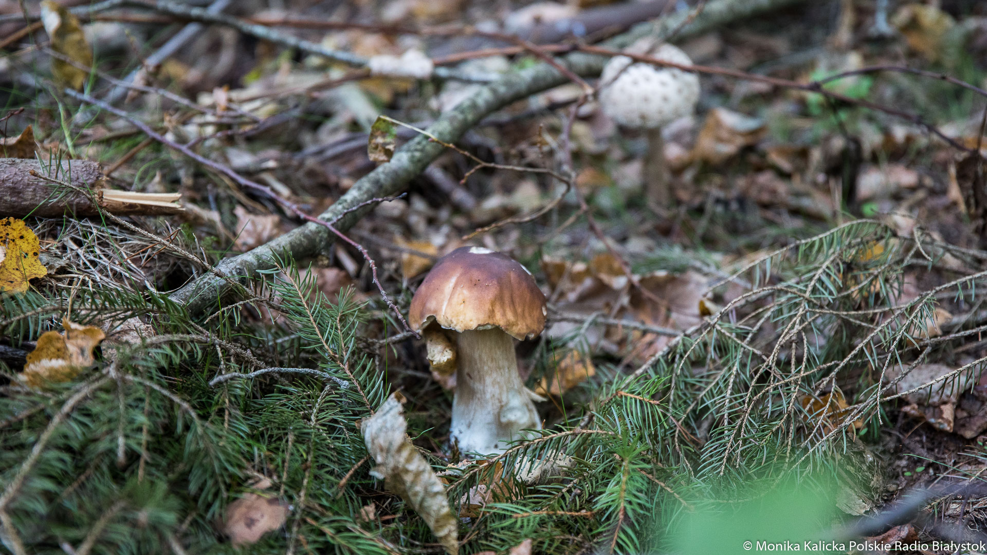 Masz wątpliwości? Zanieś grzyby do sanepidu