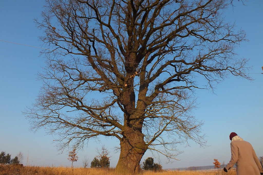 Społecznicy z Augustowa uratowali historyczny dąb