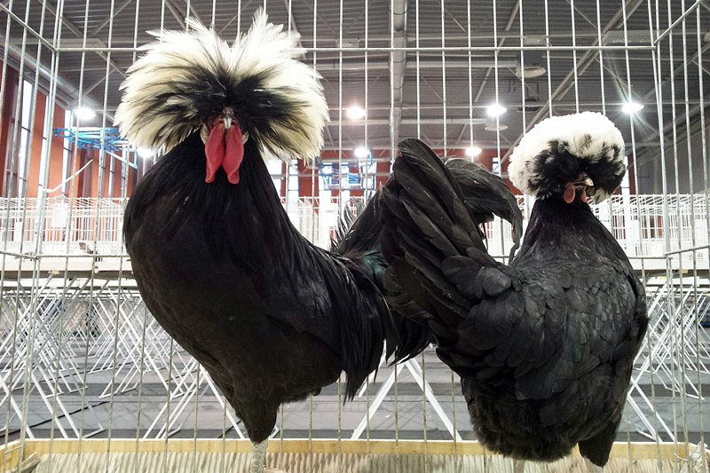 23. Podlaska Wystawa Gołębi Rasowych i Drobiu Ozdobnego [zdjęcia]