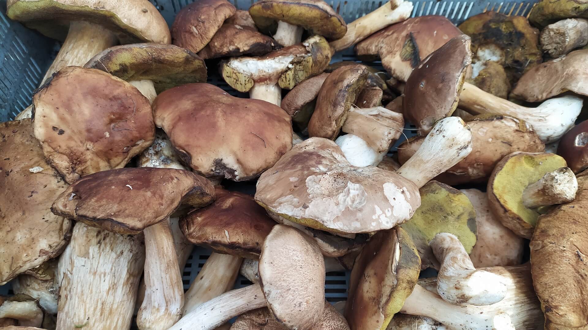 Sezon grzybowy trwa na dobre. Ceny rosną