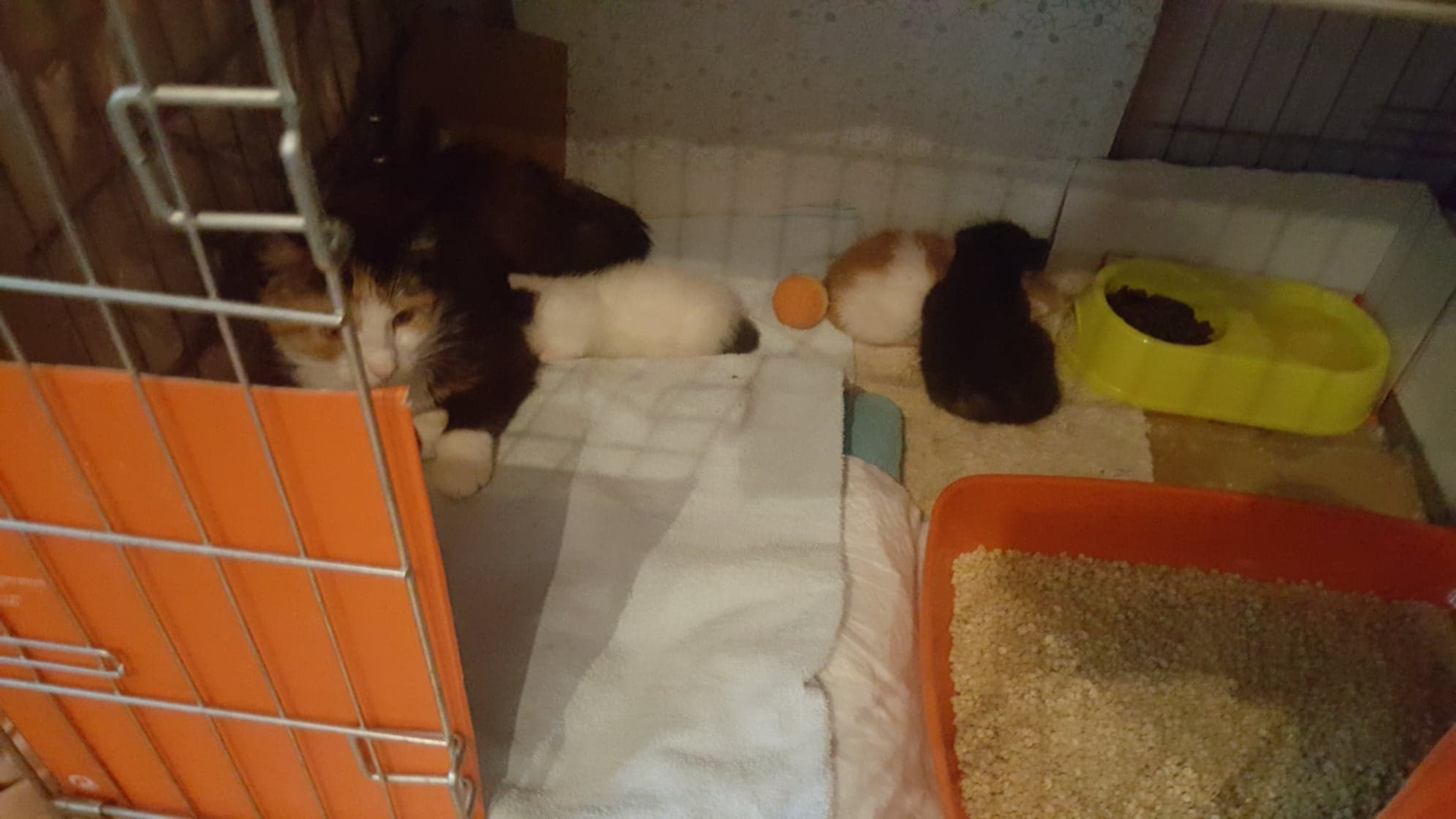 W Podlaskiem jest coraz więcej bezdomnych kotów