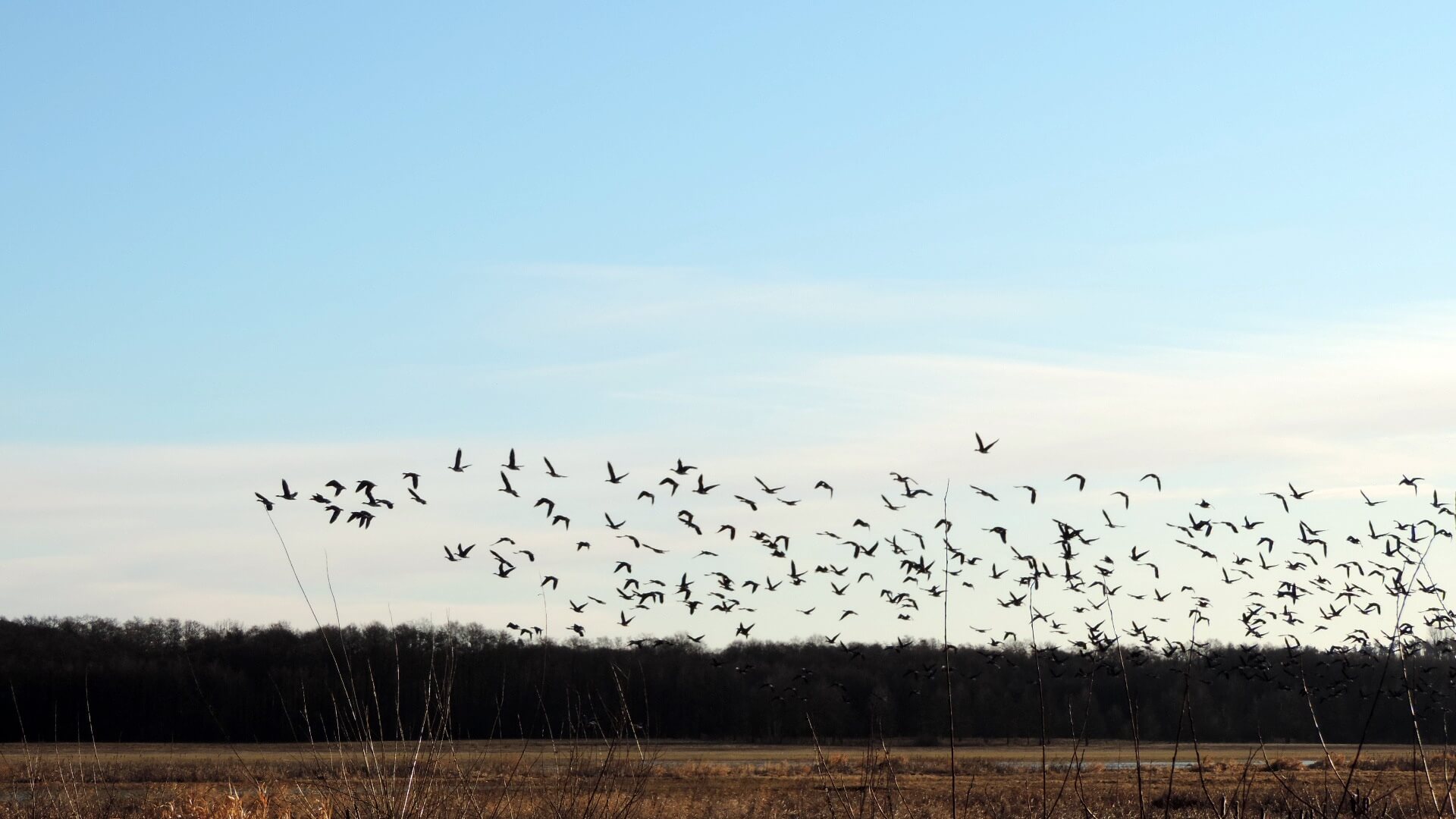 Nad Narwią można obserwować stado dzikich gęsi