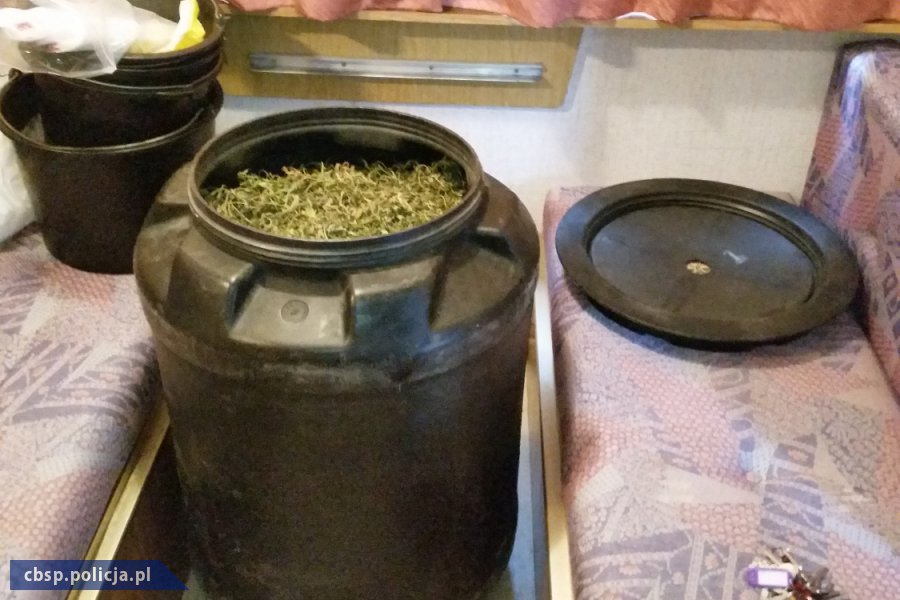 Podlascy policjanci zlikwidowali profesjonalną uprawę haszyszu na Lubelszczyźnie