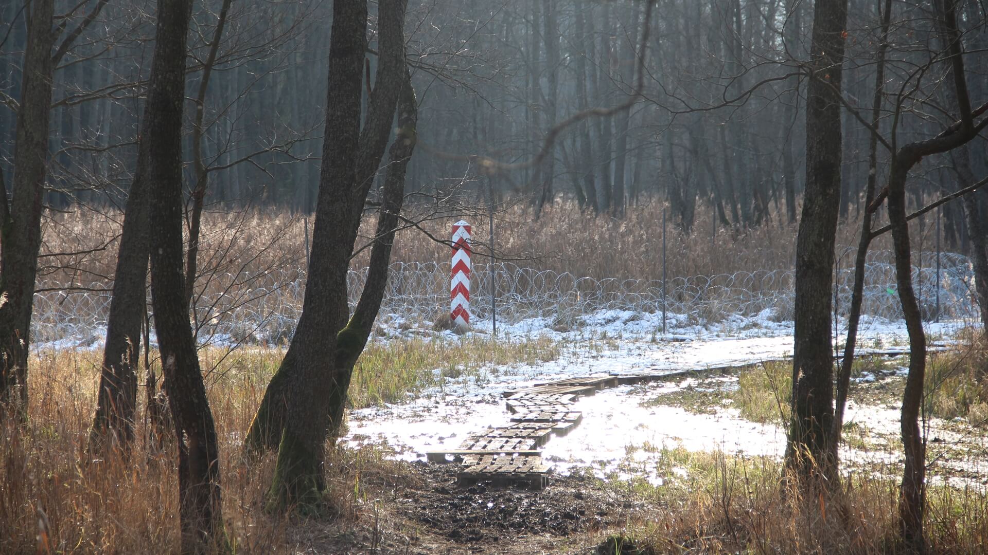 Na terenie Puszczy Białowieskiej znaleziono zwłoki mężczyzny
