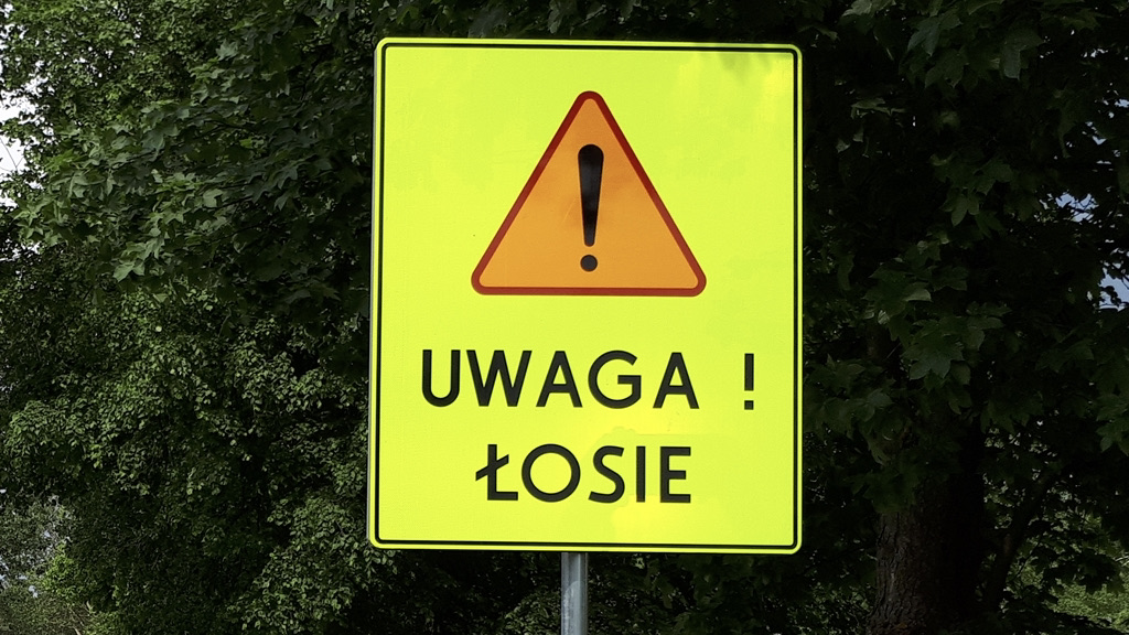 Uwaga kierowcy! Na drogach Suwalszczyzny pojawia się coraz więcej zwierząt