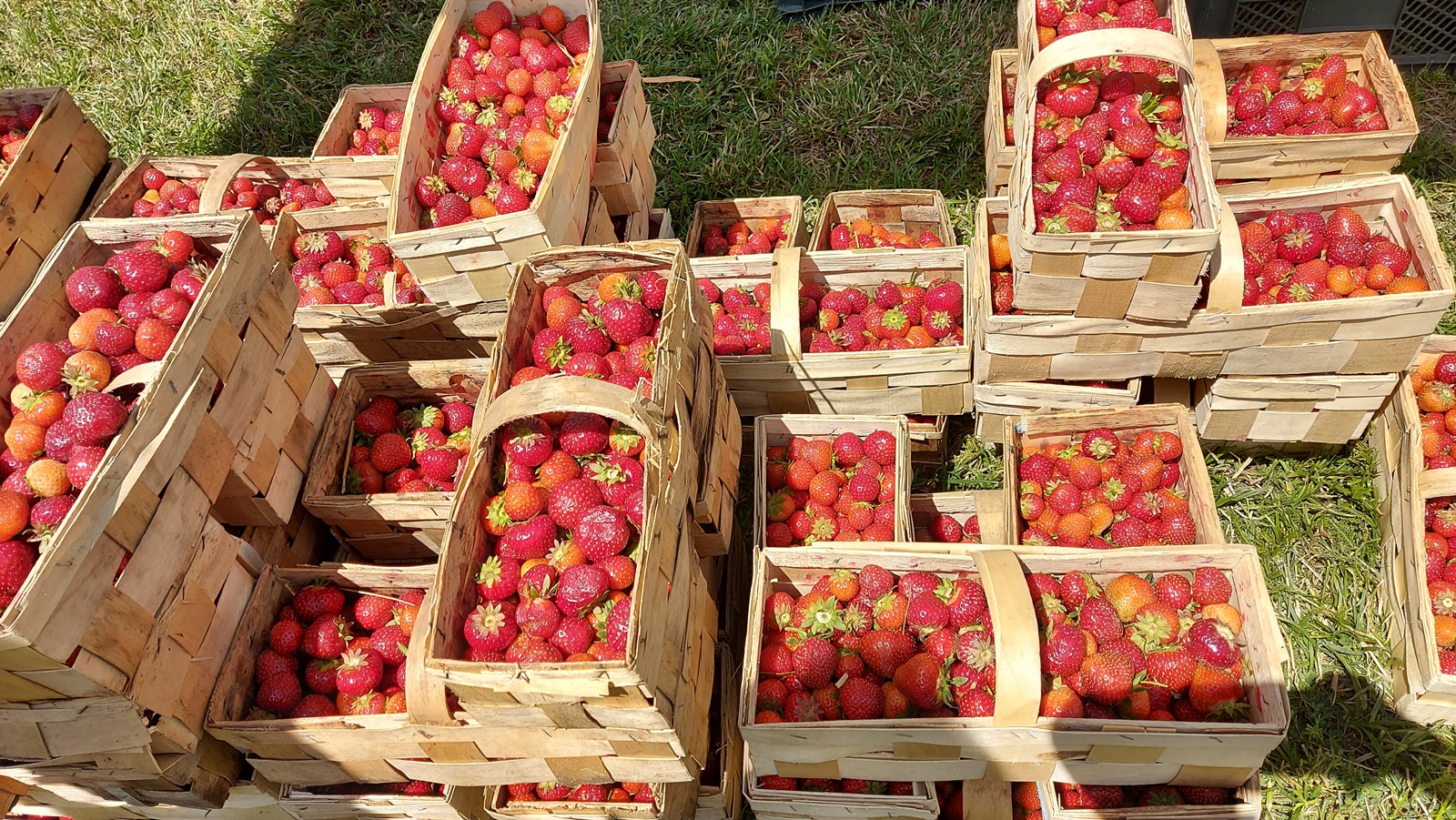 Ogólnopolskie Dni Truskawki w Korycinie - warsztaty kulinarne i degustacja