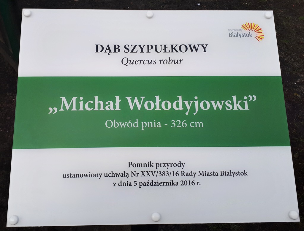 Dąb szypułkowy w Białymstoku ma patrona - Michała Wołodyjowskiego