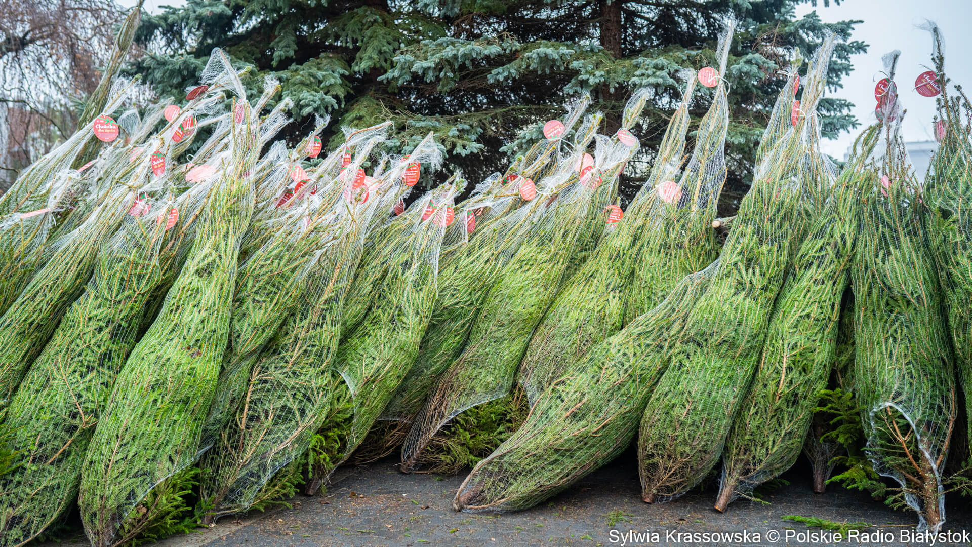 W Białymstoku będzie można wymienić sztuczne choinki na naturalne