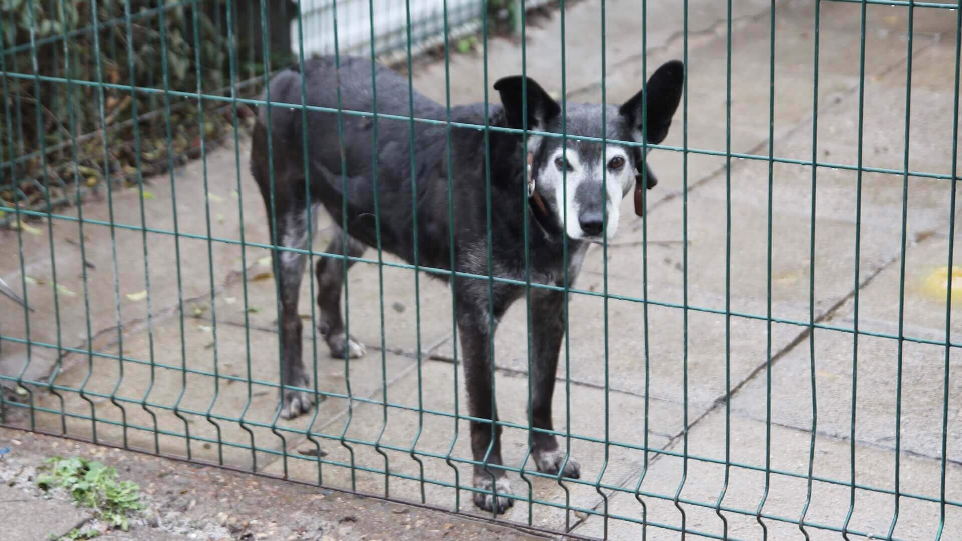 Schronisko dla psów w Białymstoku zamknięte w związku z koronawirusem, ale adopcje wciąż możliwe