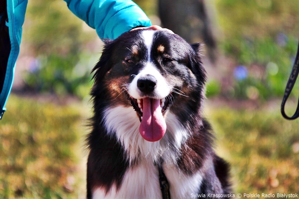 Parada adopciaków - akcja zachęcająca do adopcji psów ze schroniska