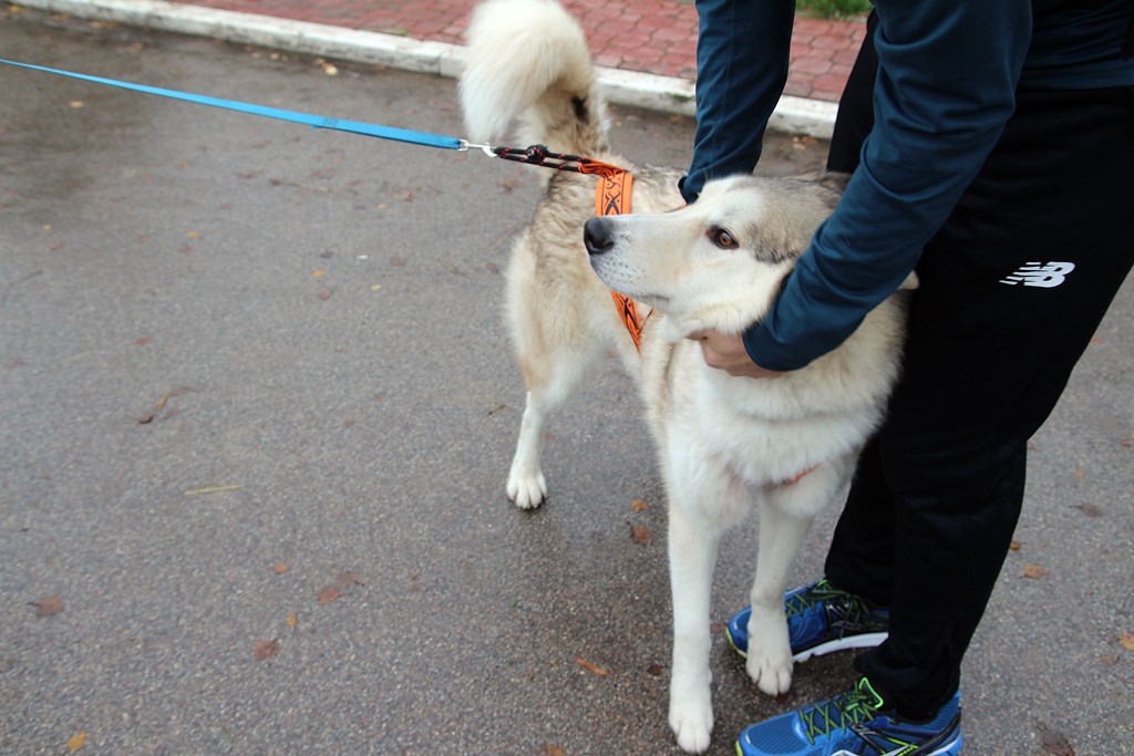 Bieg z psami z białostockiego schroniska po Lesie Zwierzynieckim
