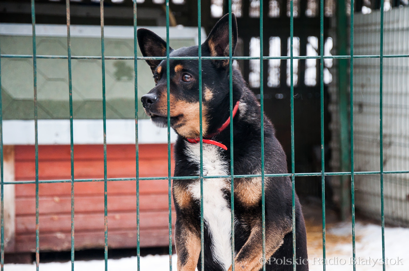 Porady, wykłady i zachęta do adopcji - Festiwal Zwierzaka na stadionie w Białymstoku