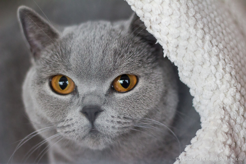 Białystok:  Międzynarodowa Wystawa Kotów Rasowych [zdjęcia]