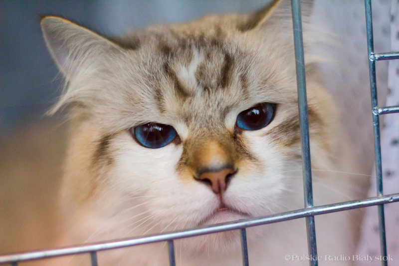 Grooming na spotkaniu z cyklu "Weta w Domku Pastora" w Łomży