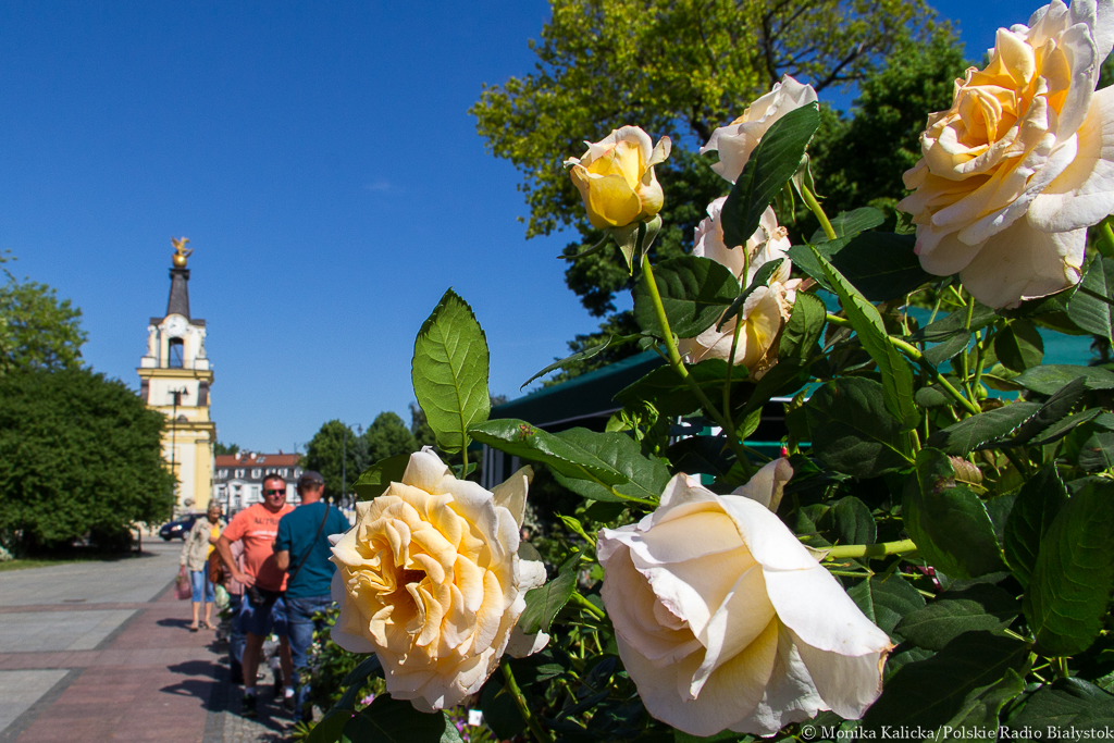 Rośliny, regionalne wędliny i tatarskie specjały – jarmark przed Teatrem Dramatycznym