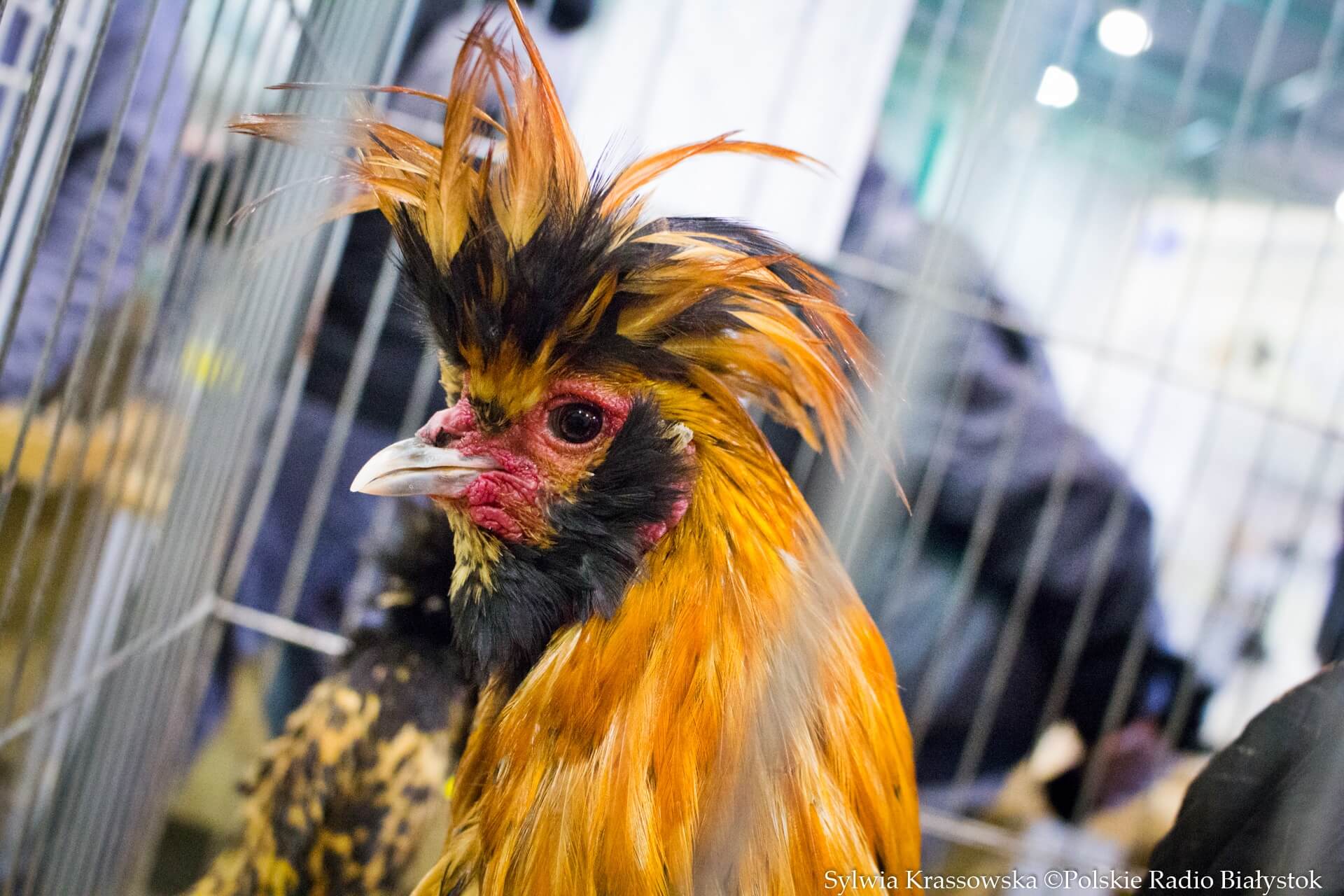 Setki okazów na XXV Podlaskiej Wystawie Gołębi Rasowych, Drobiu Ozdobnego i Drobnego Inwentarza w Białymstoku