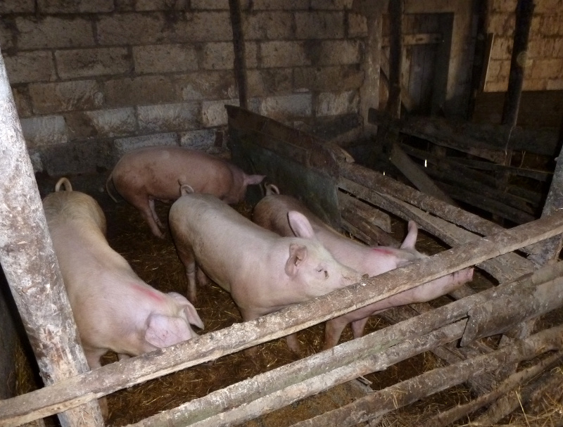 Podlaska Izba Rolnicza apeluje do rządu o interwencję na rynku trzody chlewnej