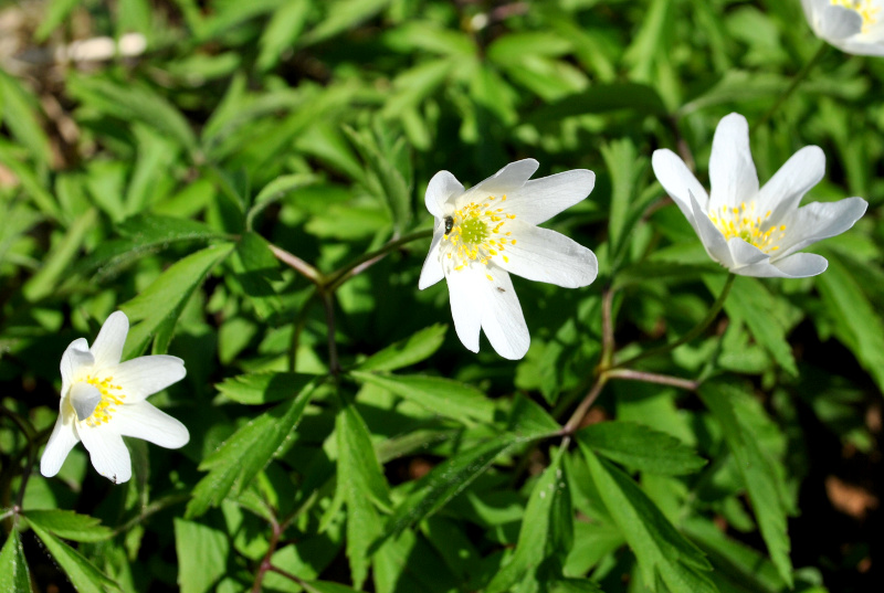 Co nas budzi na wiosnę?