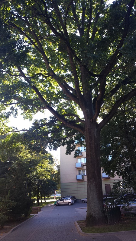 W Białymstoku przybędzie pomników przyrody