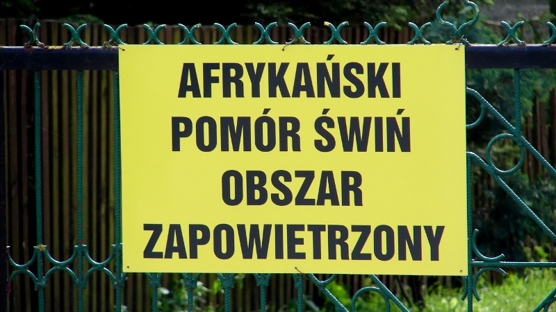 Nowe ogniska ASF w Podlaskiem - w okolicach Mielnika i Trzciannego