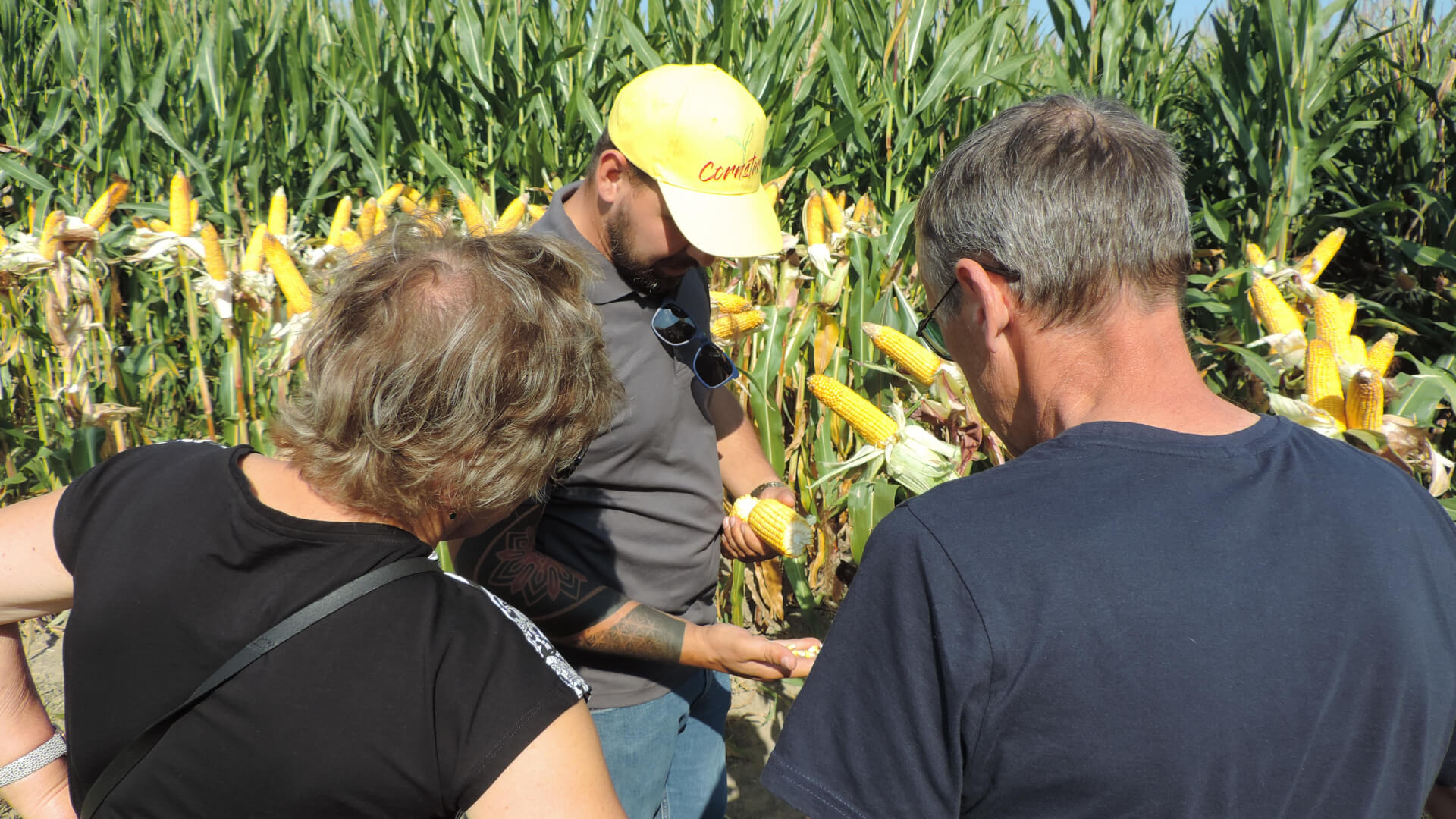 Ponad 120 odmian kukurydzy do obejrzenia w Szepietowie