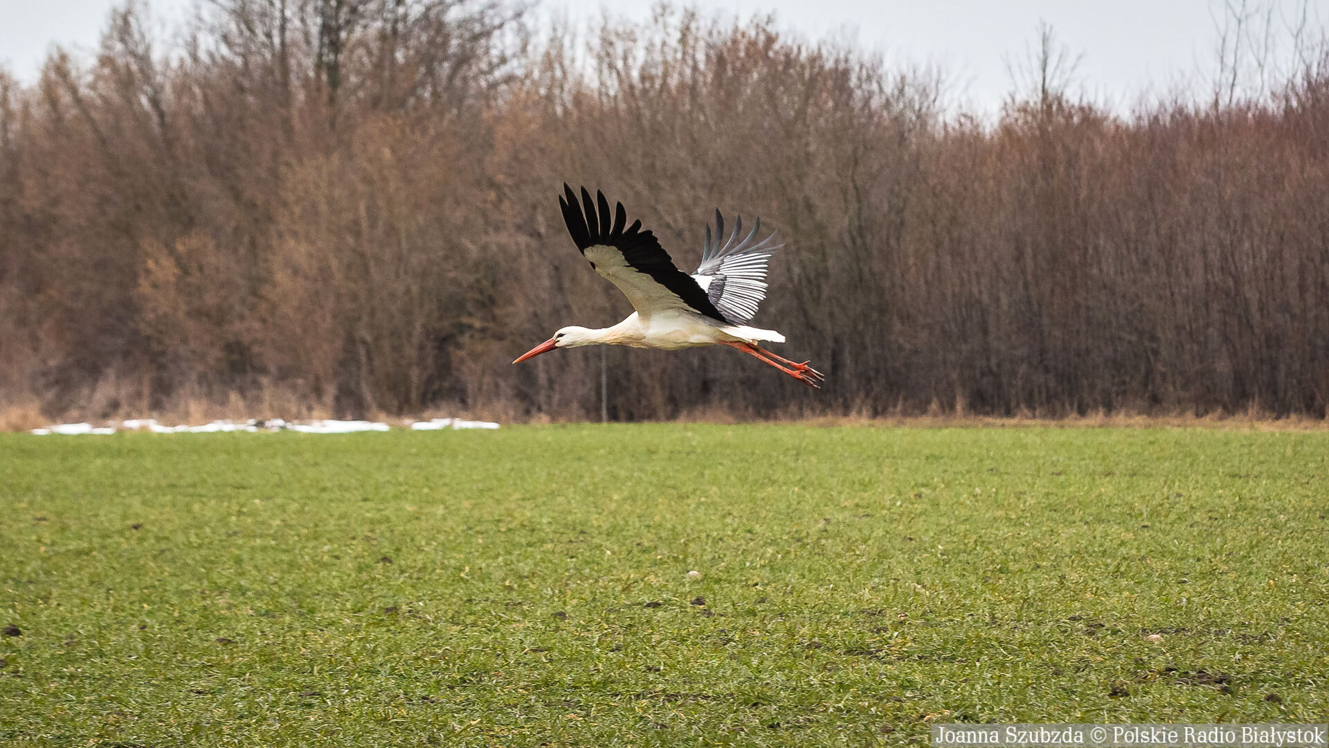 Biebrzański Park Narodowy zachęca do obserwacji ptaków