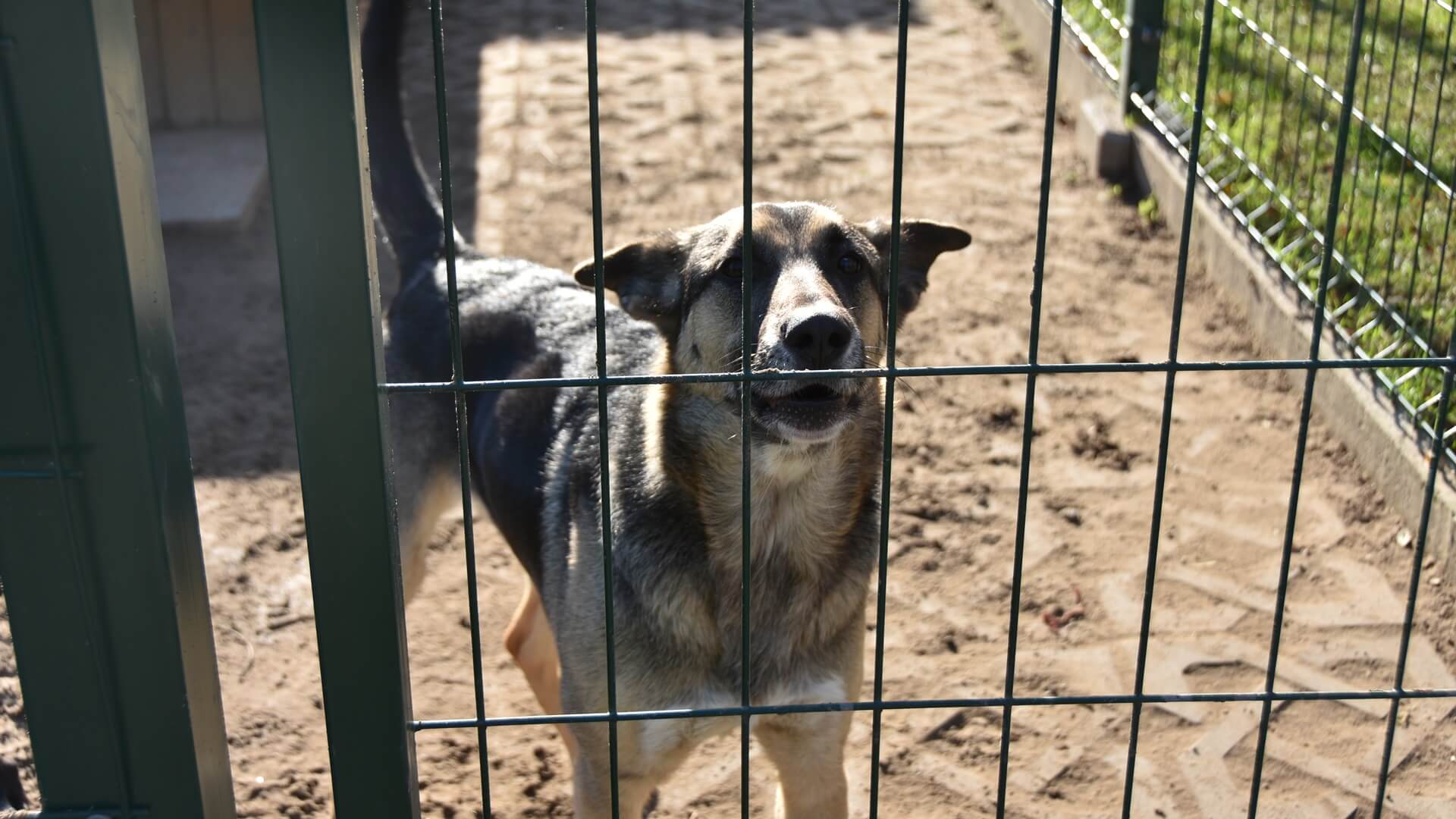 Schronisko w Białymstoku ratuje psy z placówki pod Giżyckiem