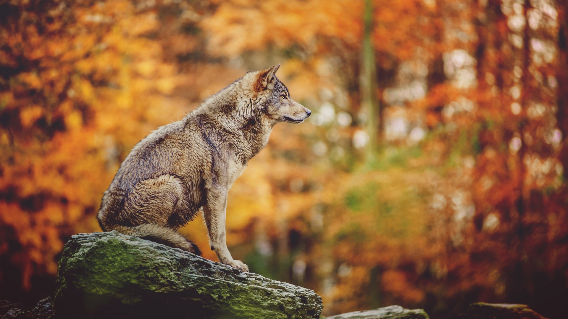 W naszym regionie jest coraz więcej wilków. Dzikie zwierzęta są coraz śmielsze