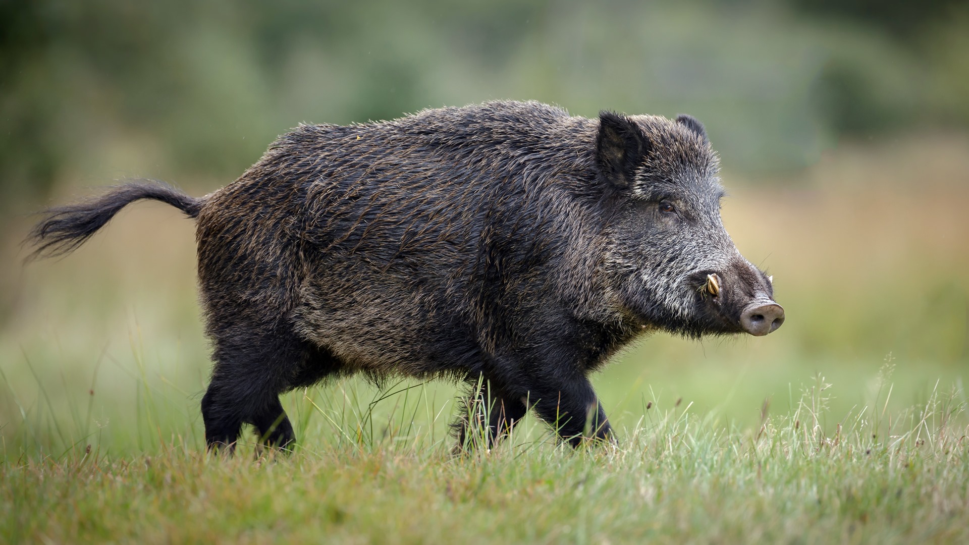 PZŁ: koronawirus uderzył w myśliwych