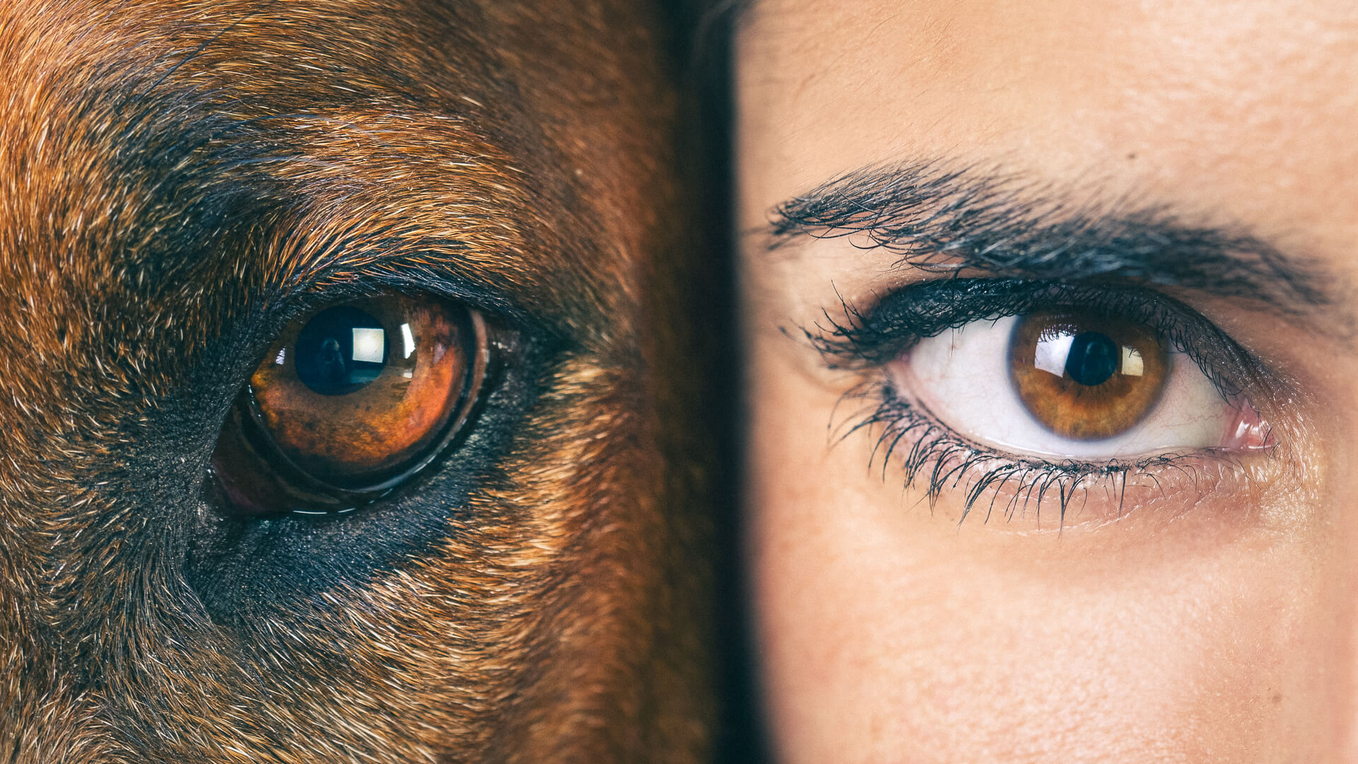 Pomóżmy psom i kotom przetrwać zimę - apeluje suwalska Fundacja Zwierzęta Niczyje