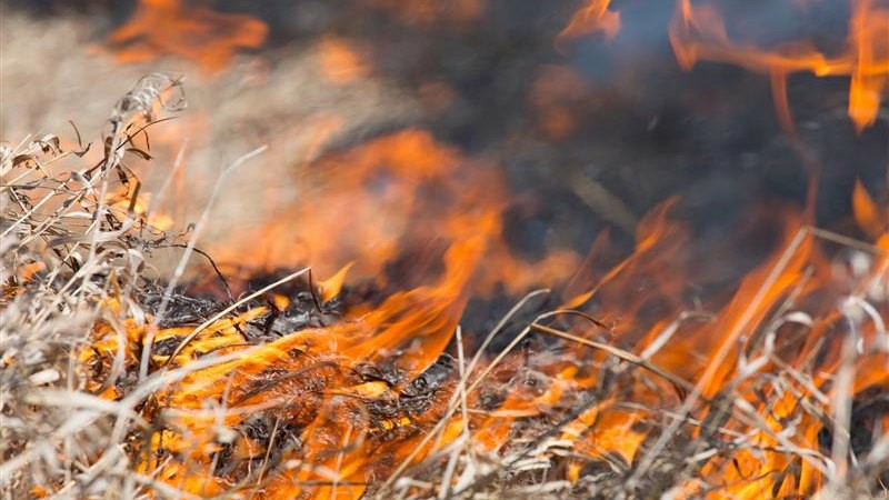 Częste wyjazdy strażaków do pożarów traw w Podlaskiem