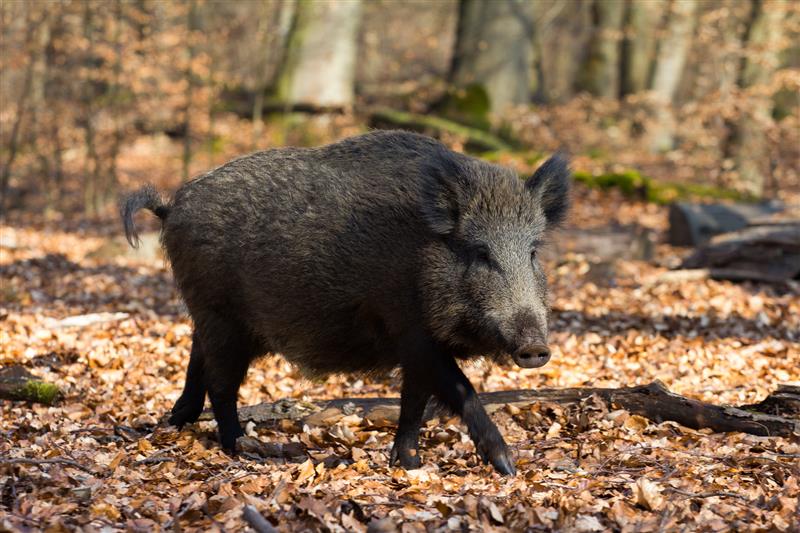 Ministerstwo Środowiska zleca większy odstrzał dzików na wschód od Wisły