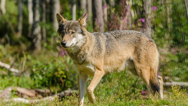 Wilki w regionie nadal sprawiają problemy