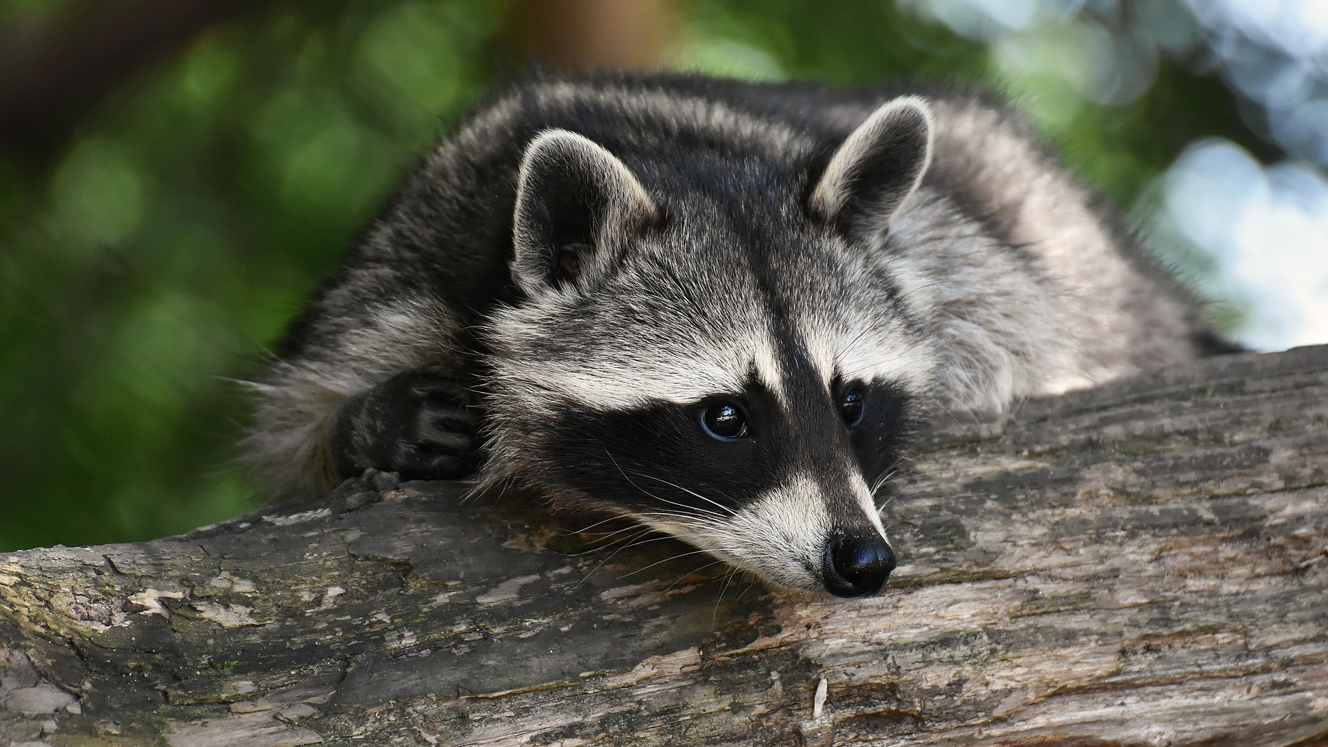 źródło: pixabay.com/Alexas_Fotos