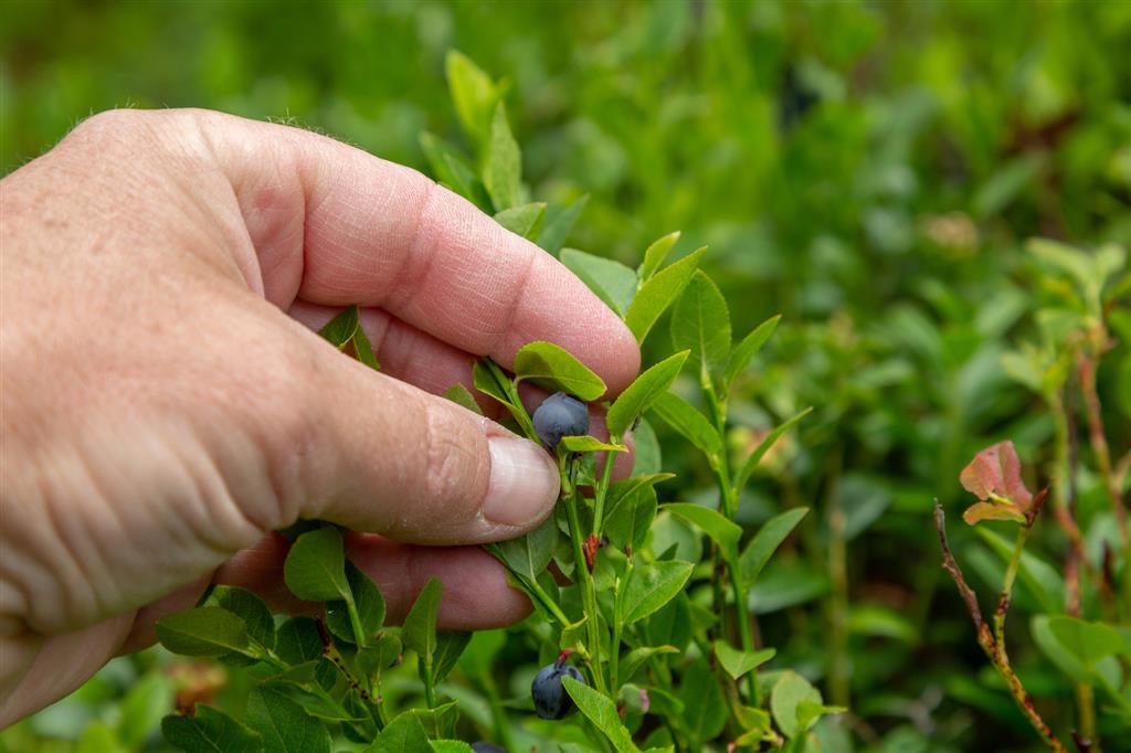 Uwaga na bąblowicę - można się zakazić po zjedzeniu nieumytych owoców